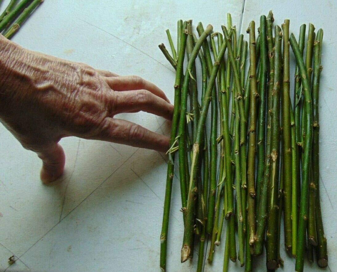 50 Thin Hybrid Willow Tree Cuttings | 1/4 inch or Smaller. 50 Thin Cuttings