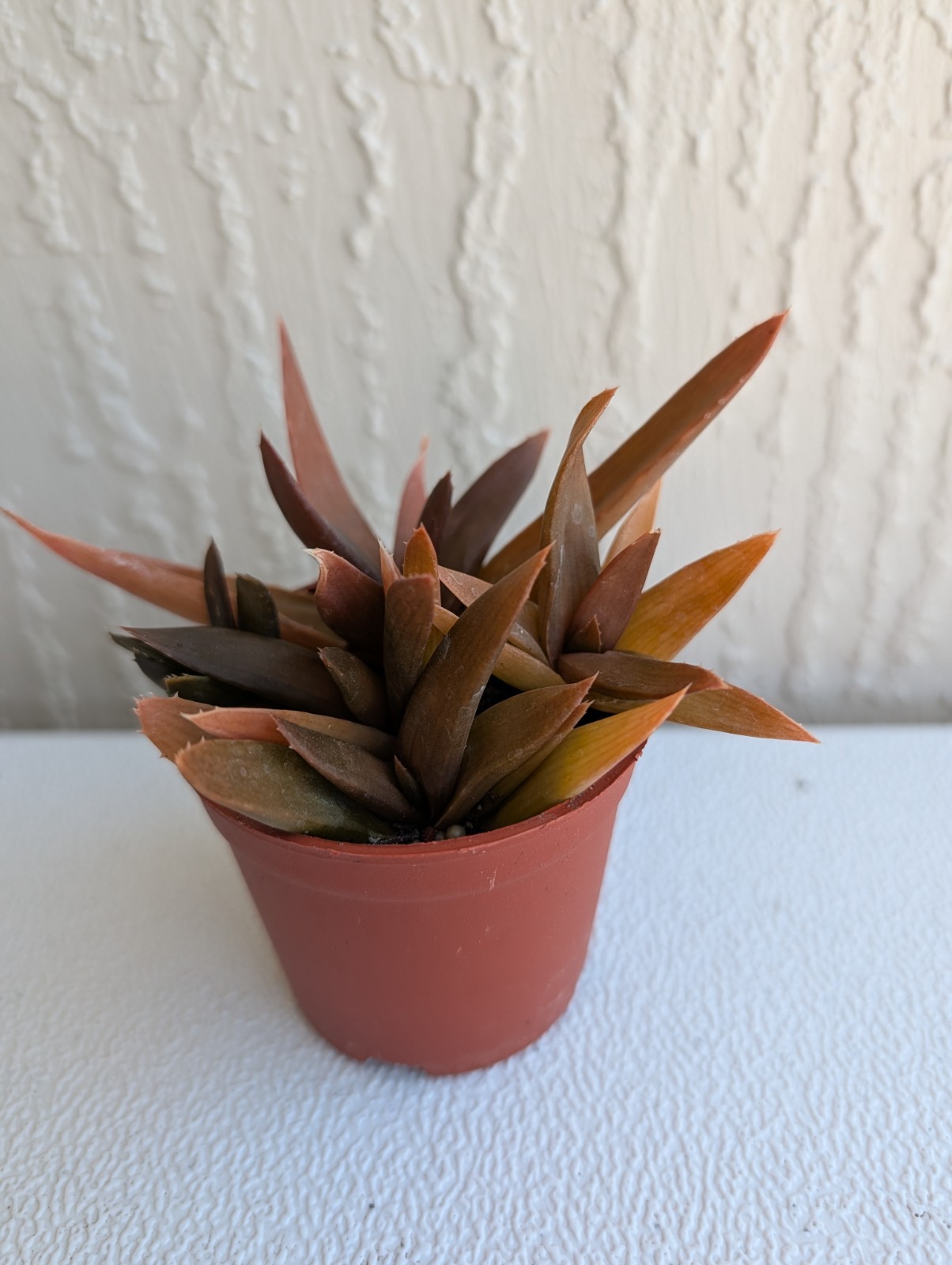 Alworthia ‘Black Gem’ Succulent Plant Rooted 3″ Pot