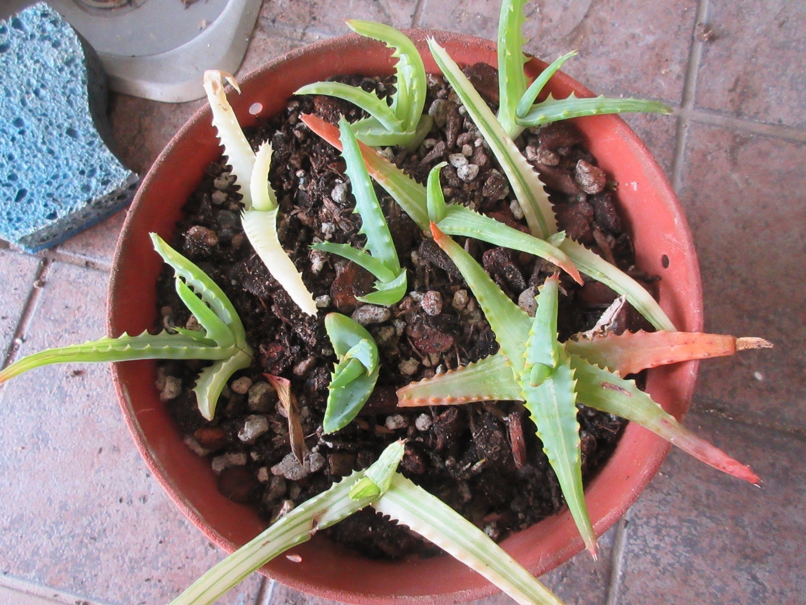 Tree Aloe Arborescens Variegated Yellow 10 small pups