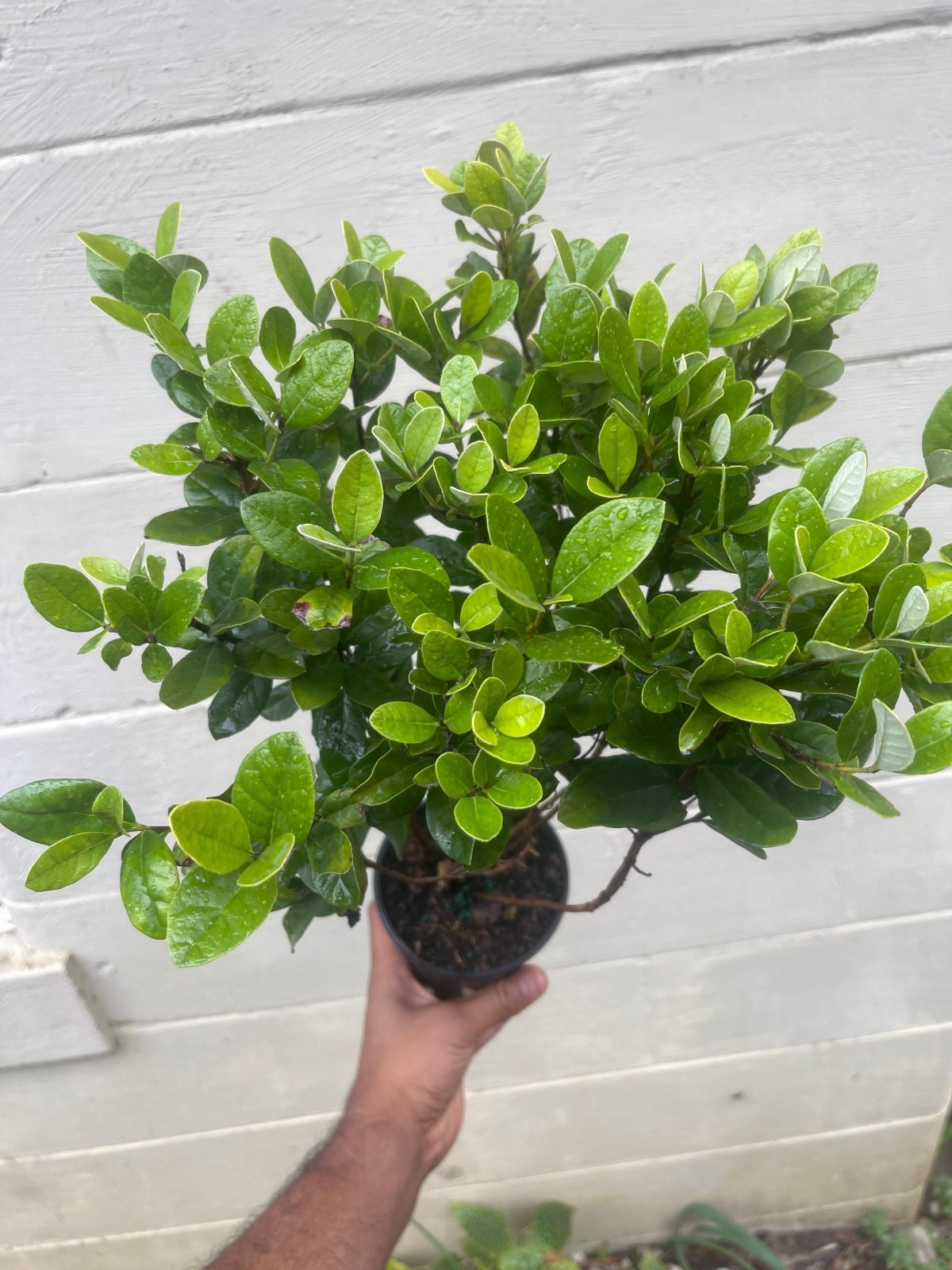 Pineapple Guava Live Plant Acca Sellowiana Edible Evergreen Fruit Shrub