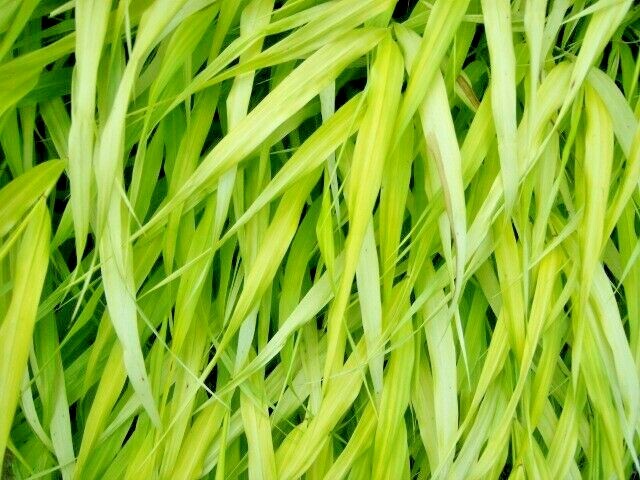 30 ALL GOLD JAPANESE FOREST GRASS SEEDS – Hakonechloa macra ‘ All Gold ‘
