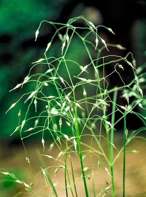 500 INDIAN RICEGRASS Nezpar Oryzopsis Hymenoides Sand Rice Grass Millet Seeds