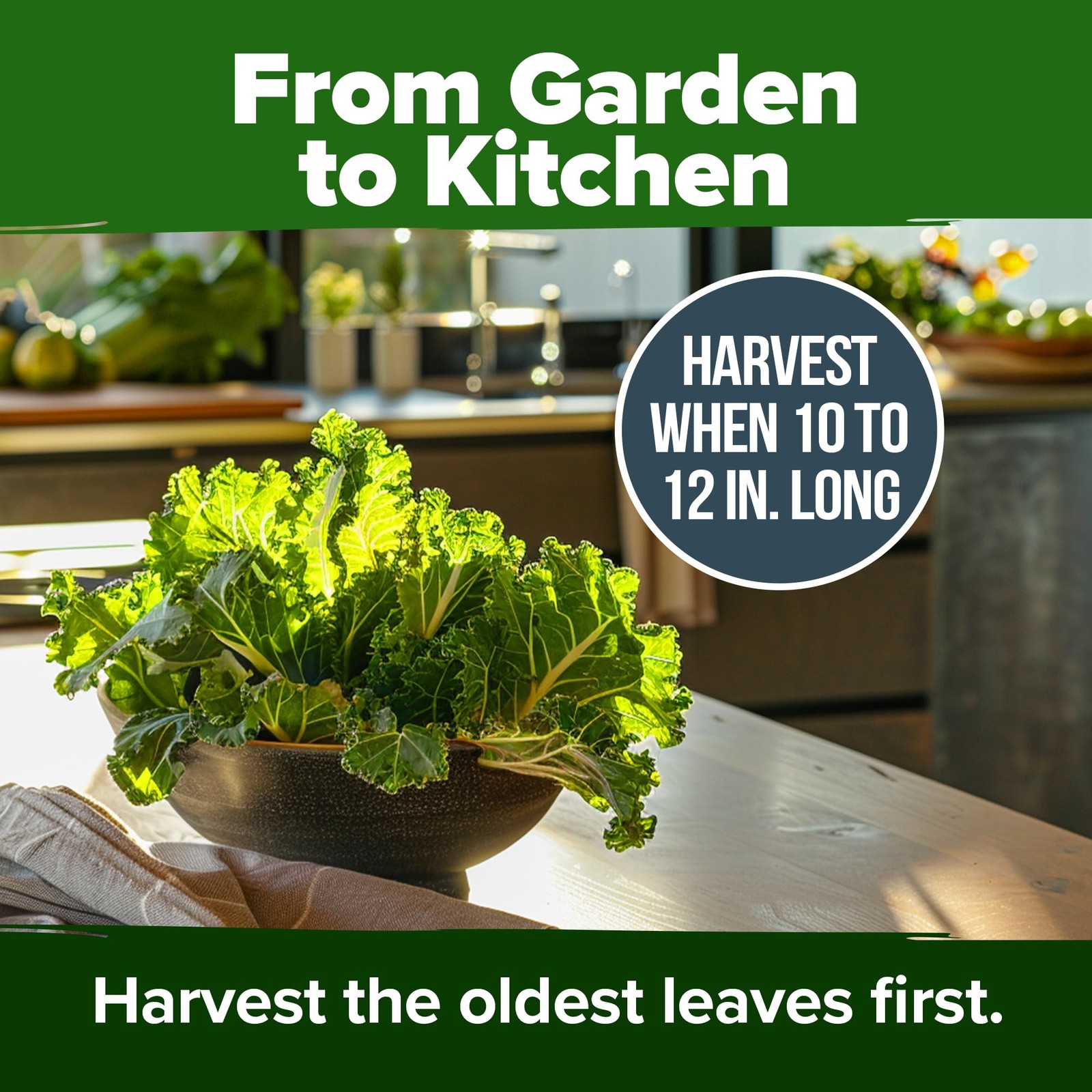 HOME GROWN Georgia Southern Collard Green Seeds 600+ Heirloom NonGMO Seeds fo…