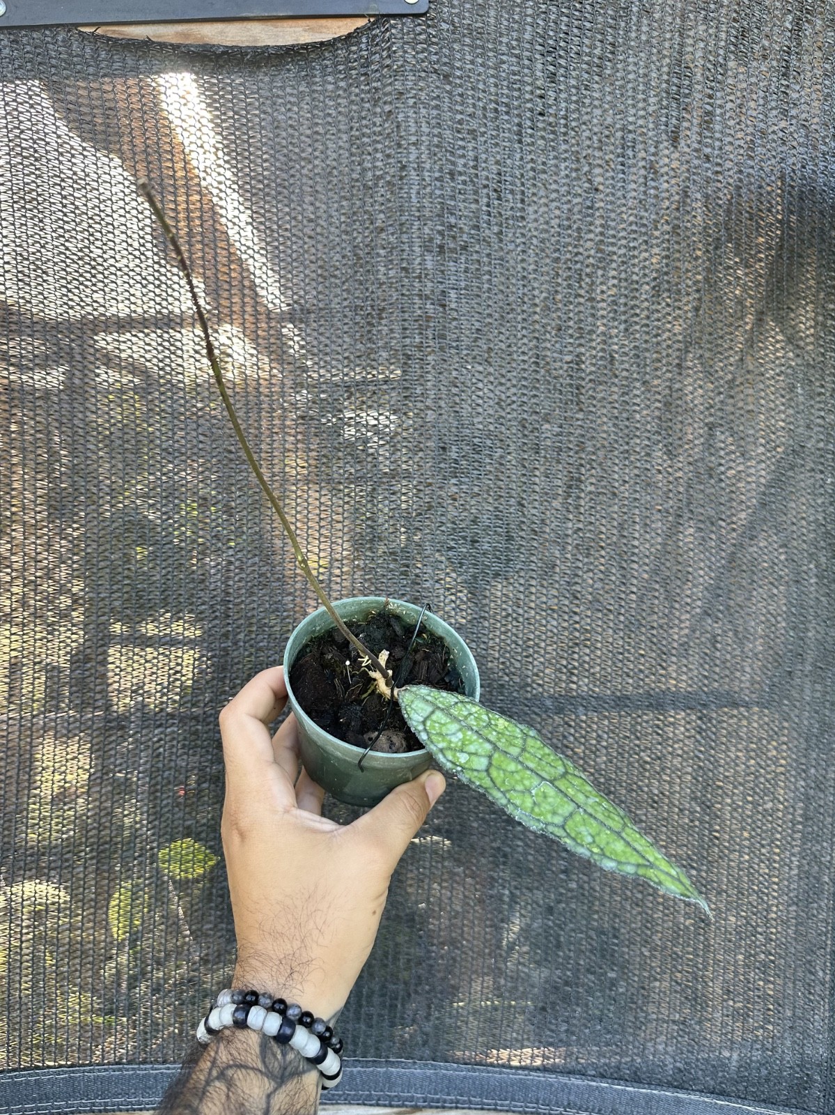 Hoya clemensiorum Rooted Single-Leaf | Read Description | Husk Mix
