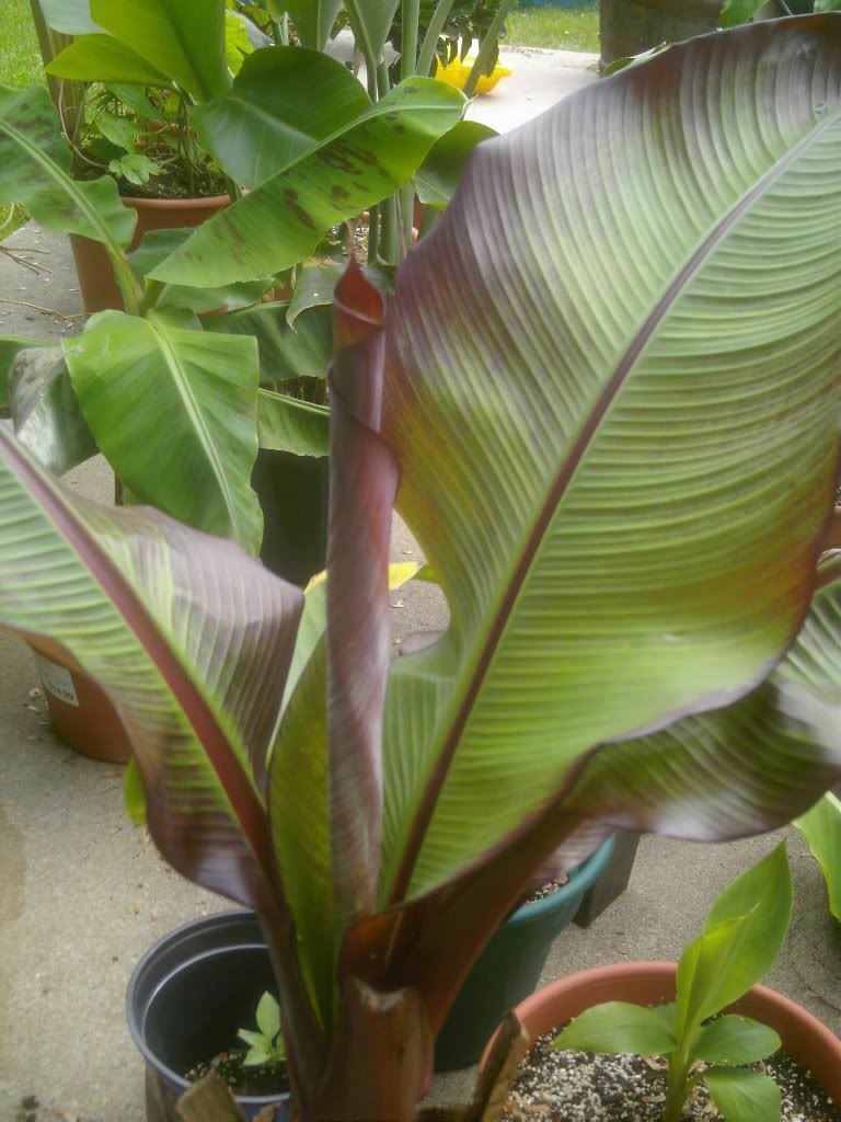 Ensete Maurelii – Red Abyssinian Banana – 12-14 Inches tall