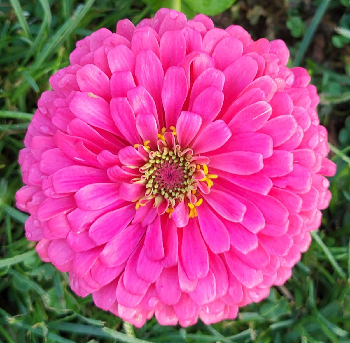 Hot Pink Zinnia Seeds Huge Blooms Butterfly & Bee Magnet, FREE Shipping 30 seeds