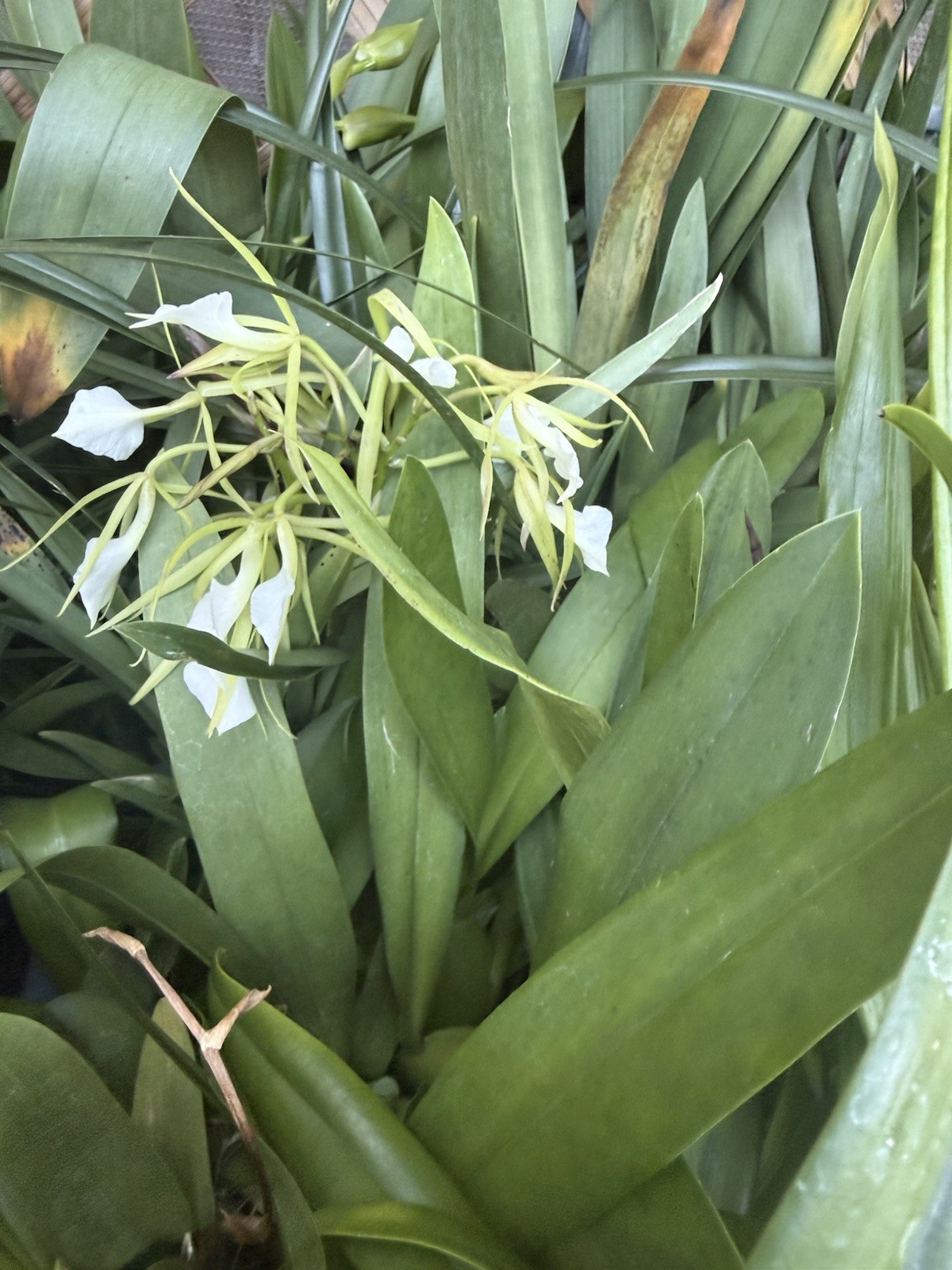 Orchid Plant Box full 10 plants Rescue bulb stem bare root cuttings