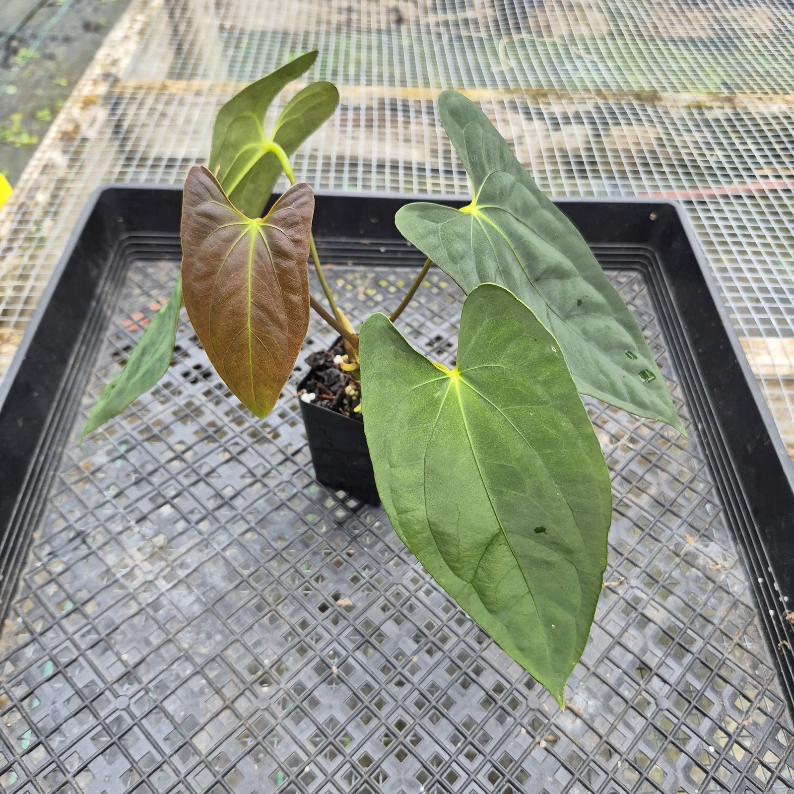Anthurium Papillilaminum Fort Sherman X ( FS X Ralph Lynam), Exact Plant