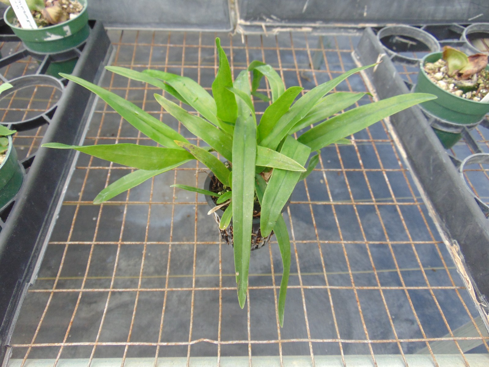 Grc. Francis Dyer ‘Foxes Plum’ AM/AOS Bloom size 3″ pot NICE PLANT PRIMARY