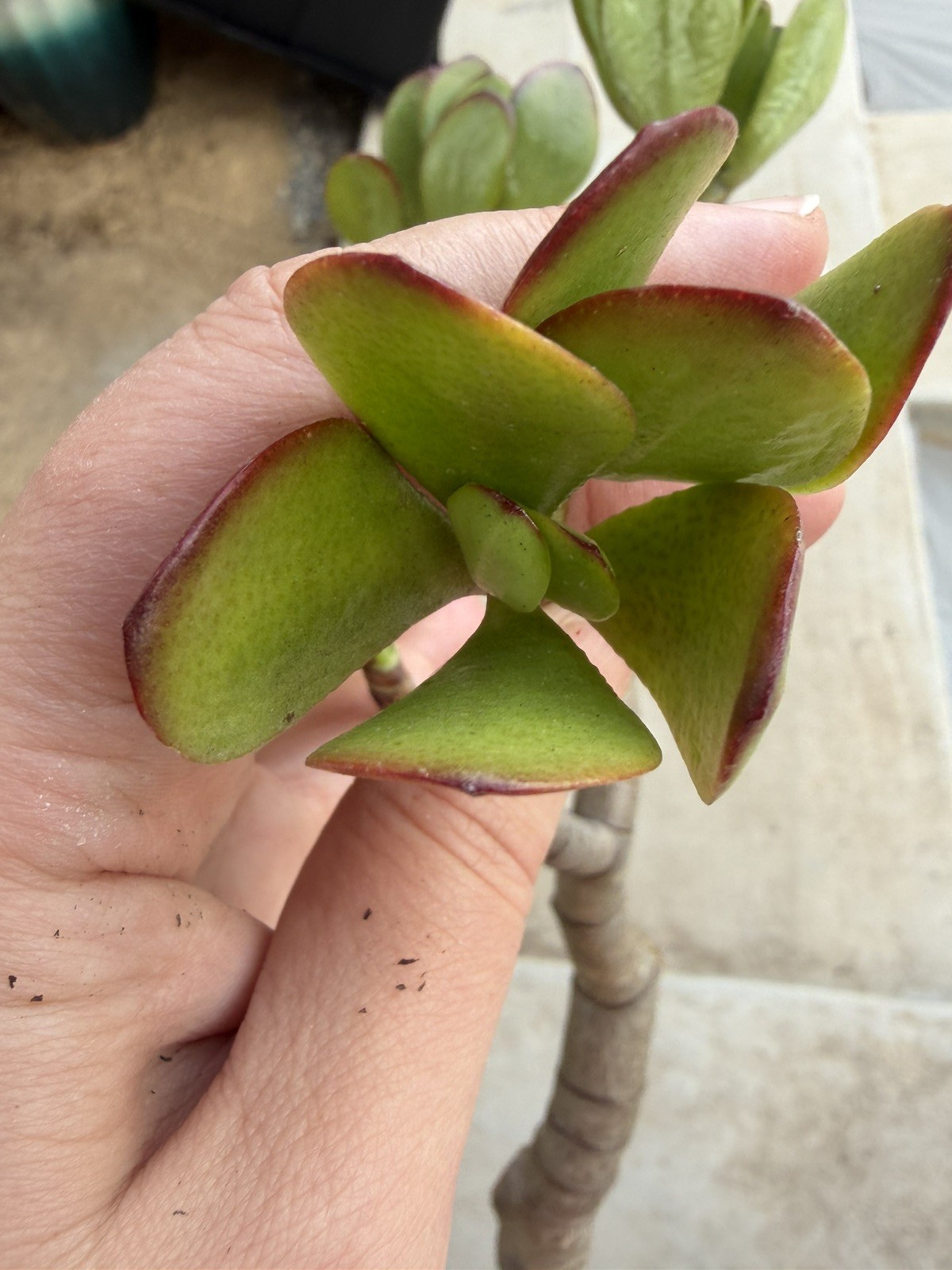 12”-14” Jade Crassula Ovata 1 stem Cutting red tippedlucky easy grow Succulent