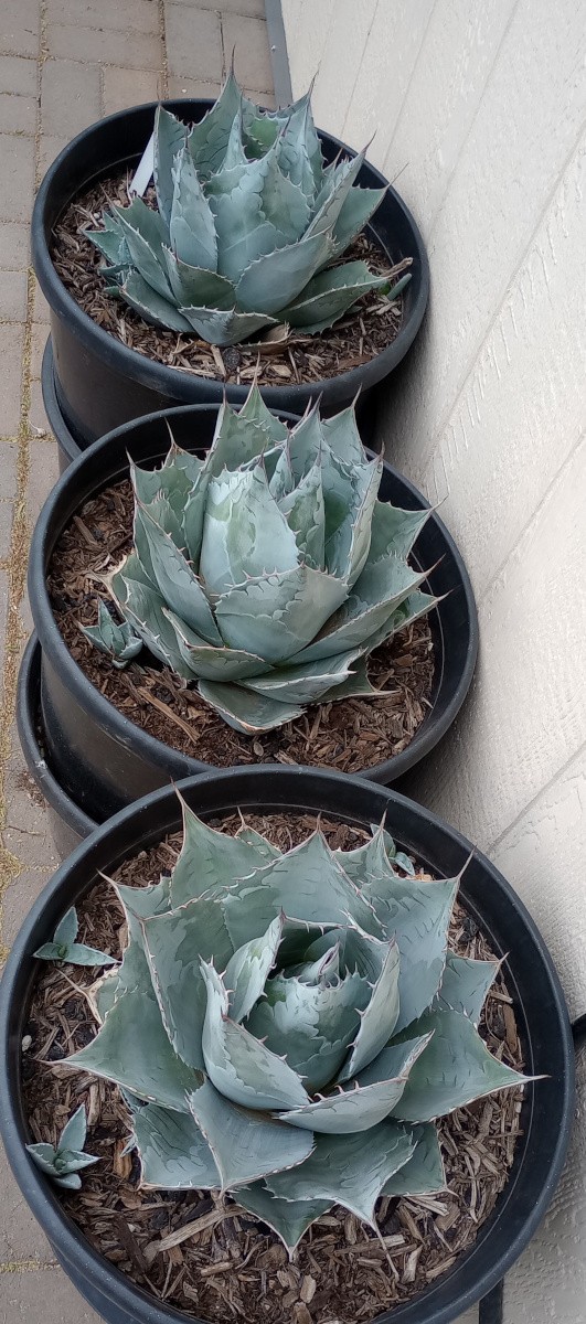 Agave parrasana Giant Colorado Cold Hardy Blue Artichoke Succulent Plant 173