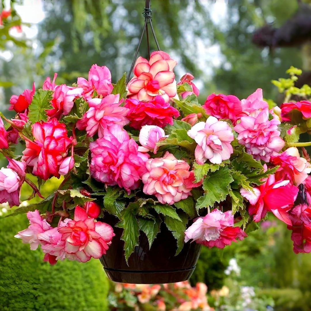 90PCS Non-Gmo Begonia Flower Seeds – Easy-Cultivate Seeds for Vibrant Garden Blo