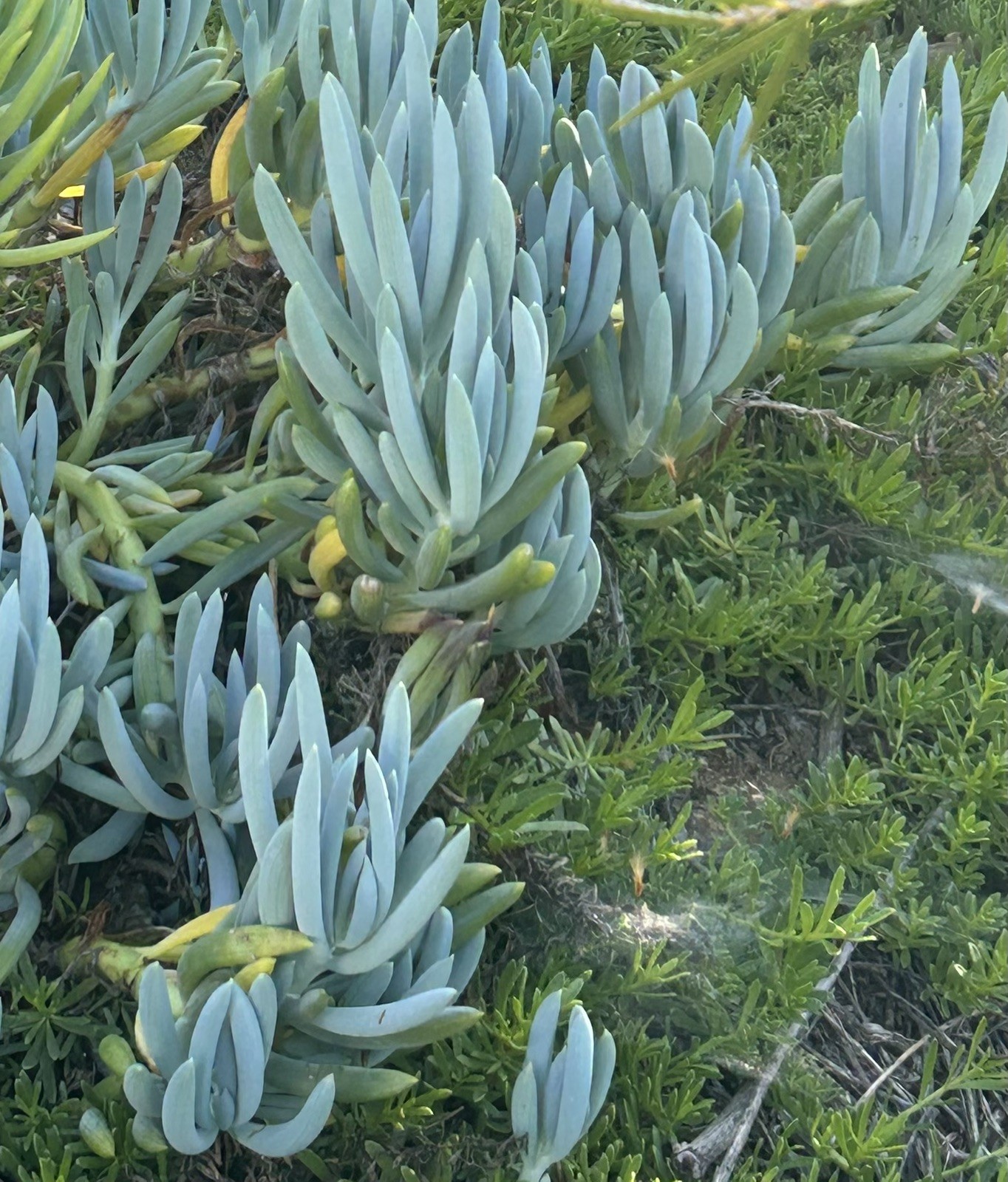 Blue Chalk Stick Cuttings