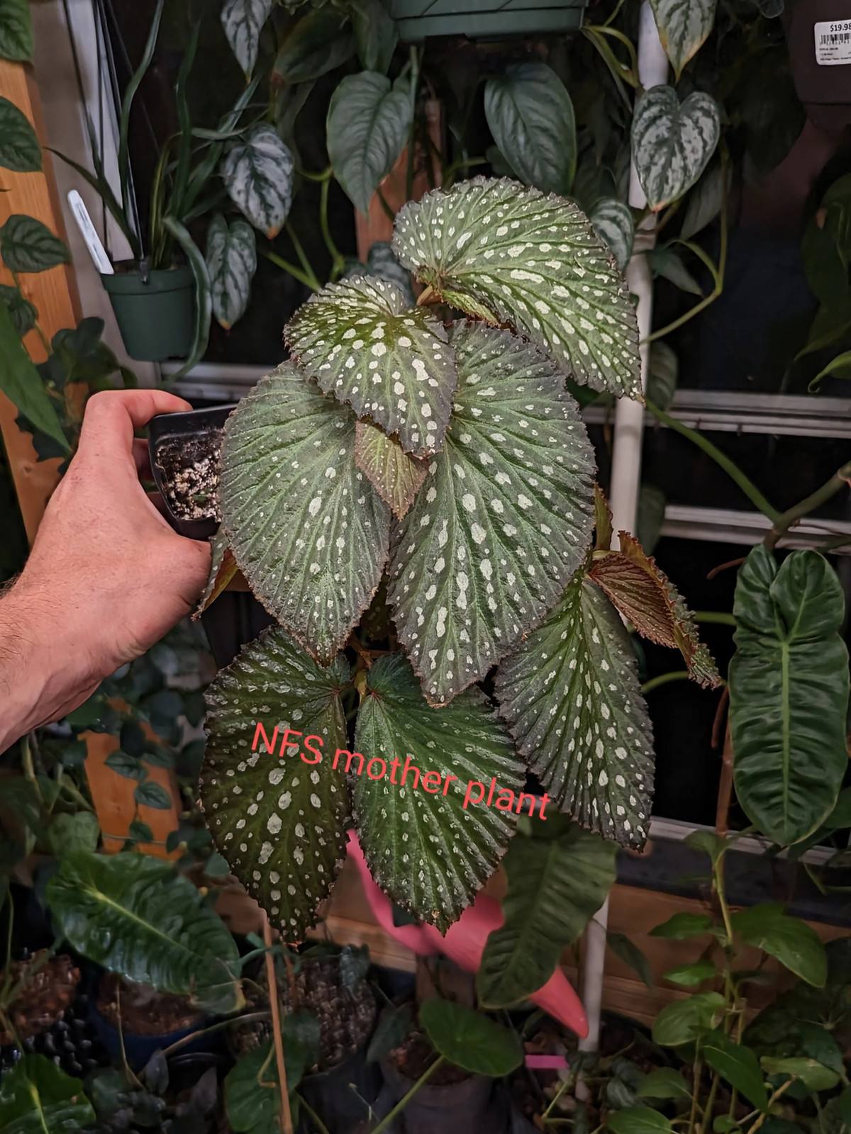 Begonia SSF1 [cutting]