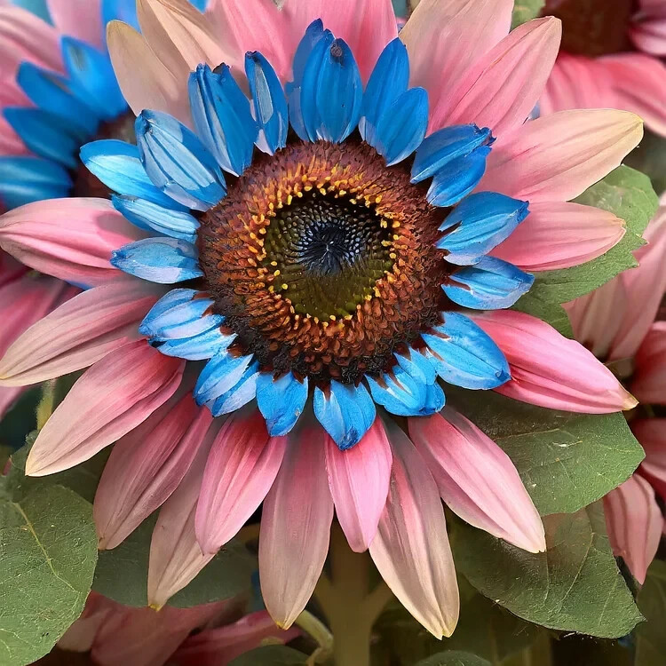 50 PCS Double-Flowered Sunflower: Blue-Pink Miracle Seeds