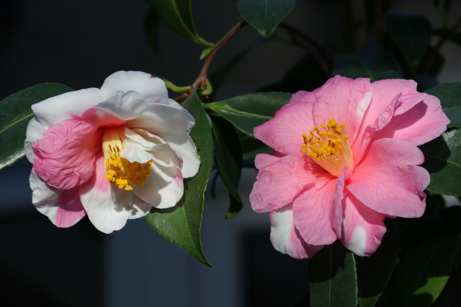 **SHIBORI-EGAO**Bicolor Bloom**Camellia Japonica-Live Starter Plant -USA Seller-