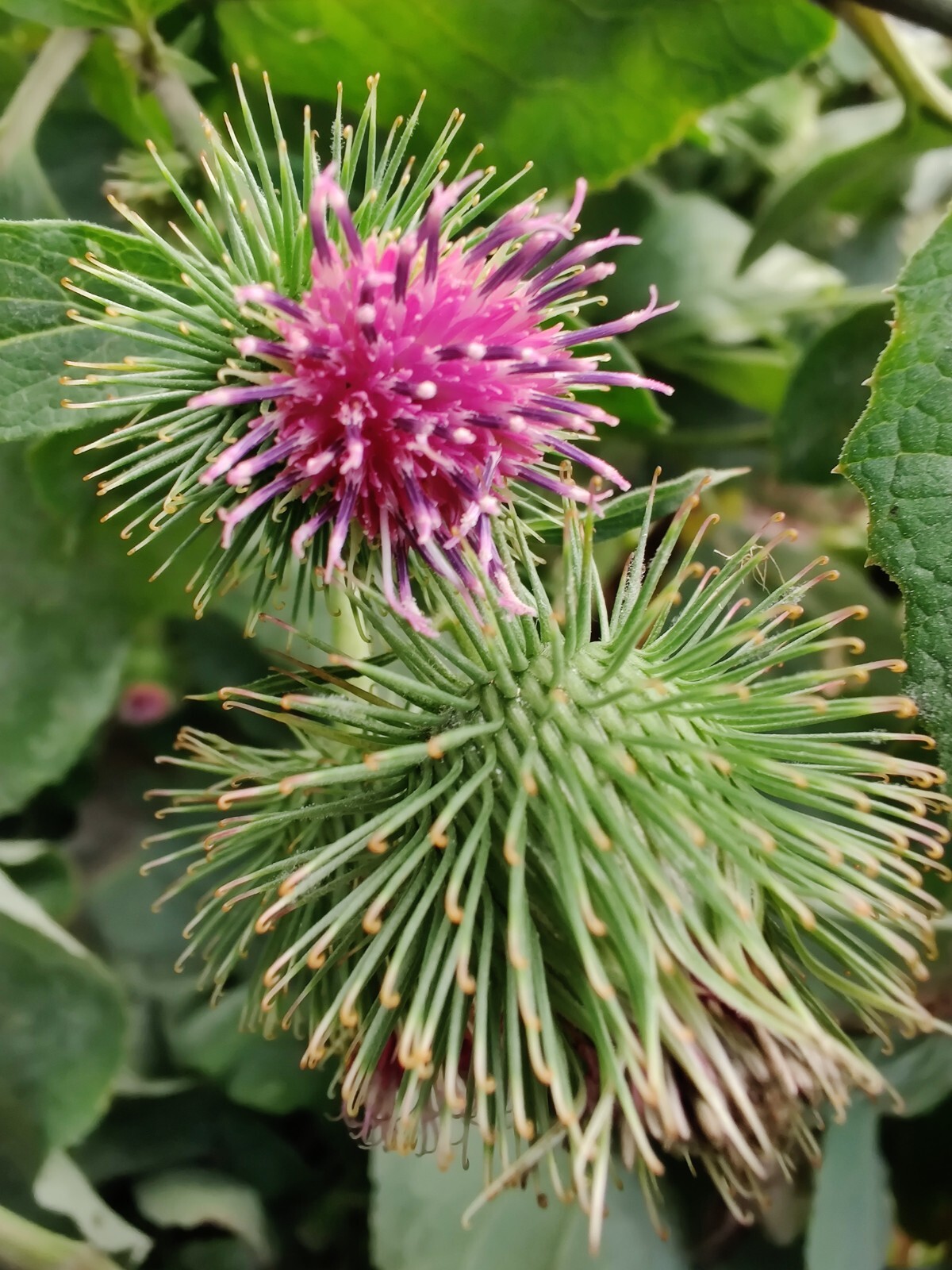 Burdock Seeds – Arctium lappa – Gobo – Thorny Burr Root qty 500