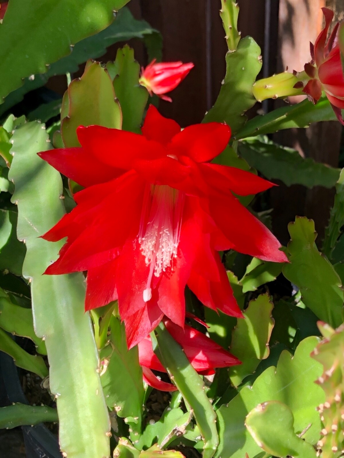 3 cuttings of Red epiphyllum Ackermannii orchid cactus each 5 to 8 inches long