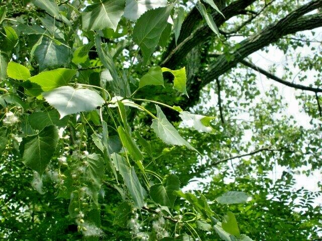 30 EASTERN COTTONWOOD SEEEDS – Populus deltoides var. deltoides