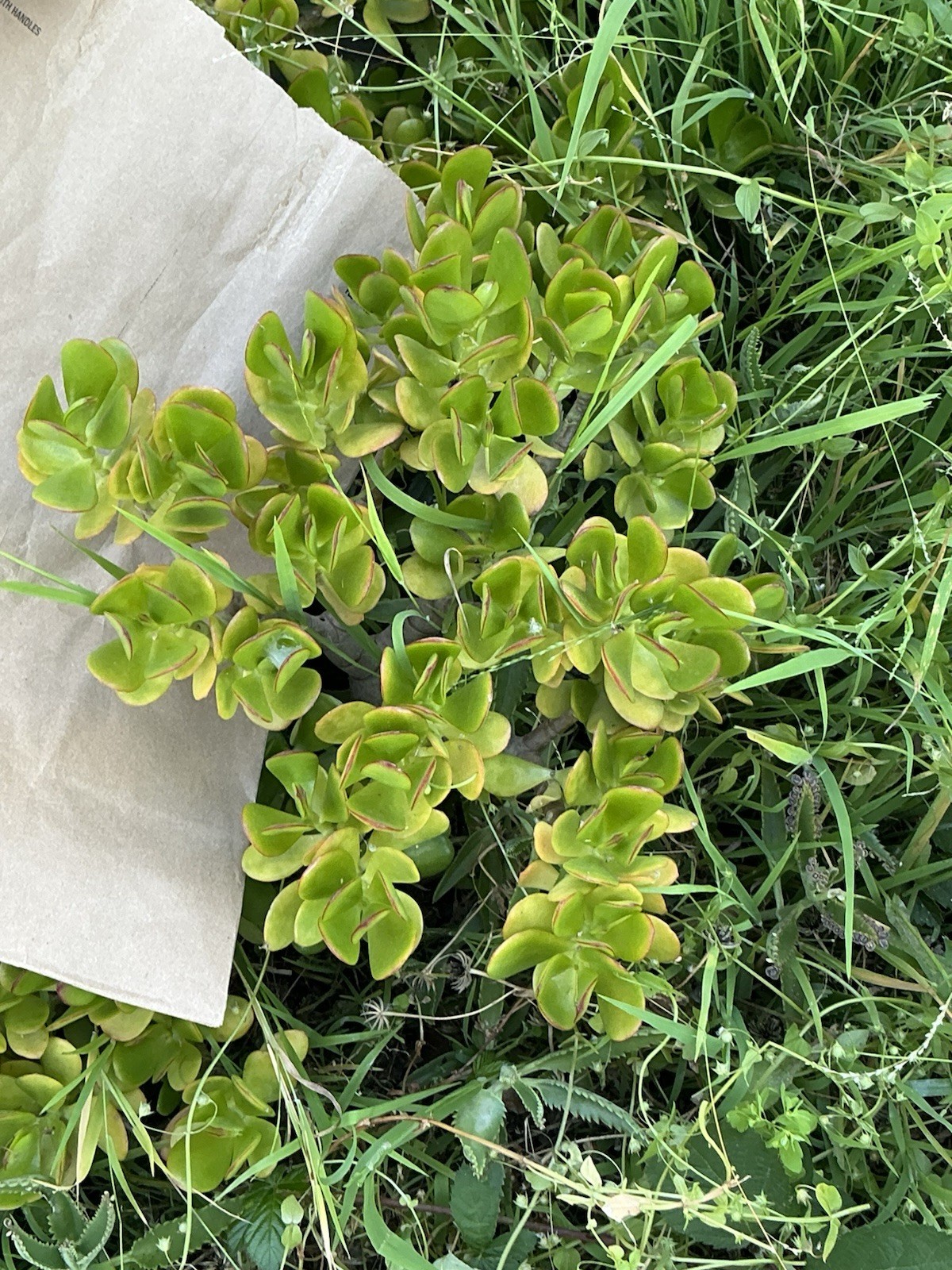 Healthy lush green Crassula Ovata Jade Plant cluster, Rooted 19” tall with roots