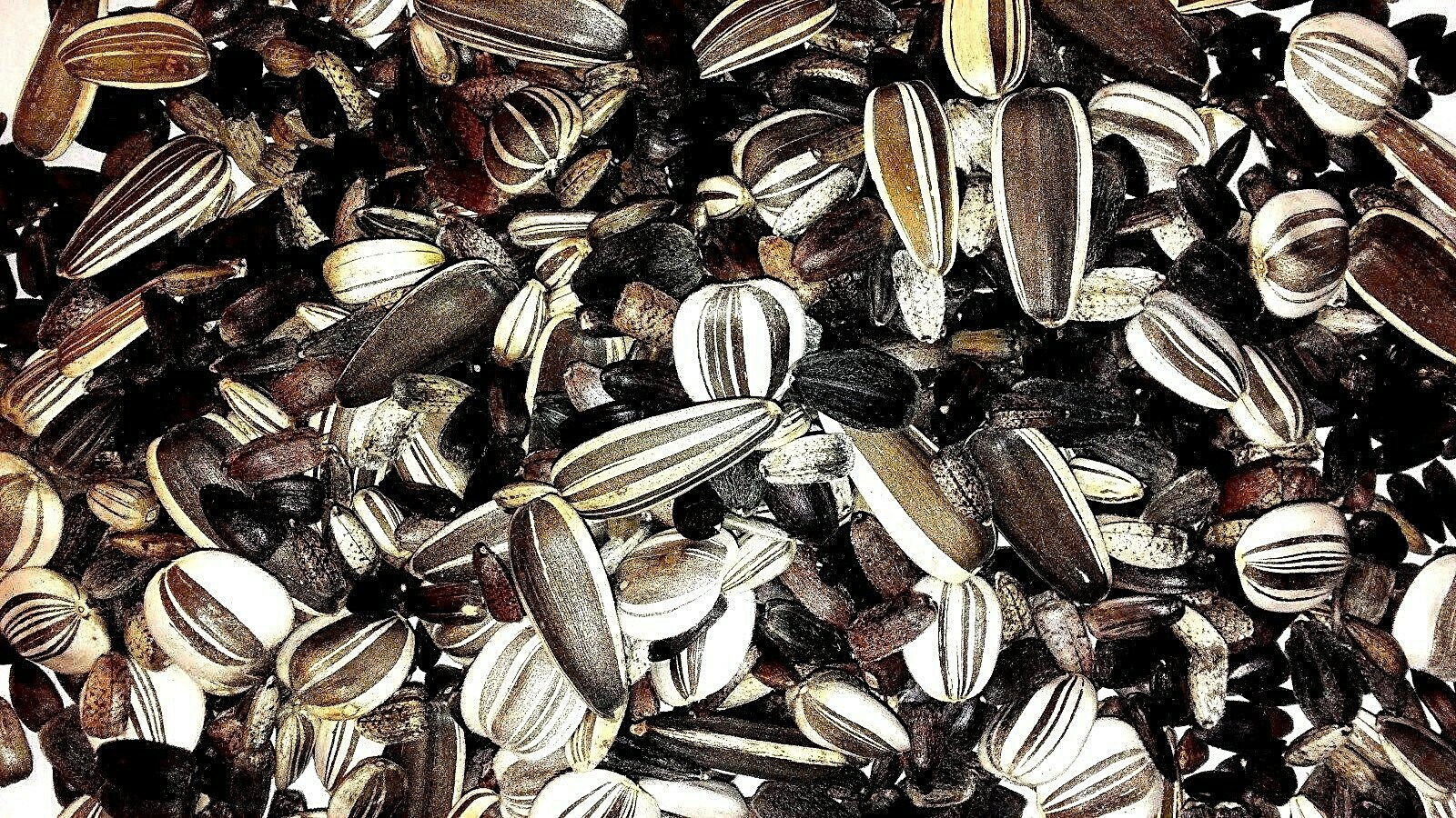 Custom Sunflower Seed Mix (30 Seeds) 30 KINDS of Ornamental Sunflowers in Mix!