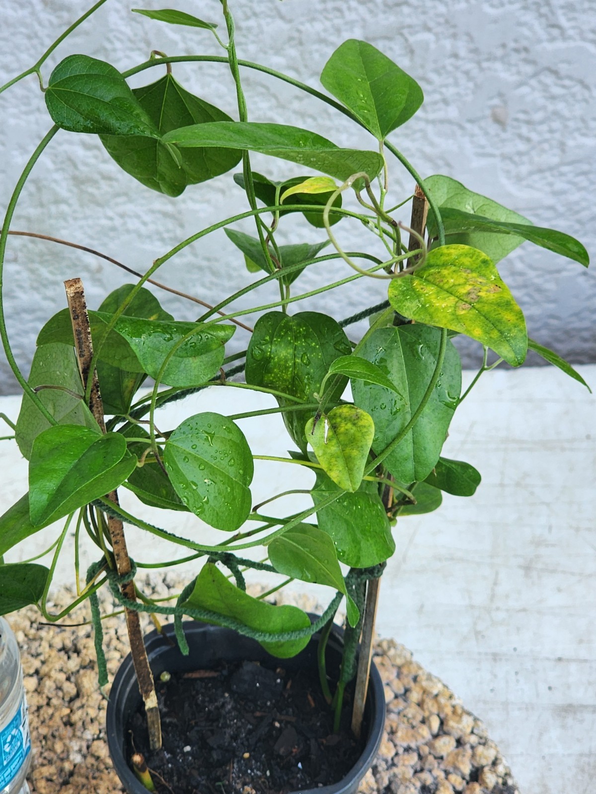 Sương Sâm Vine-Green Grass Jelly Plant 5”-10” Rare Tropical Herbal Vine Organic