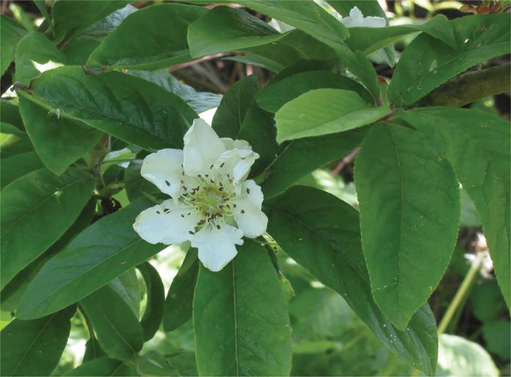 8-12” tall Large Russian Medlar tree, Mespilus germanica, grafted