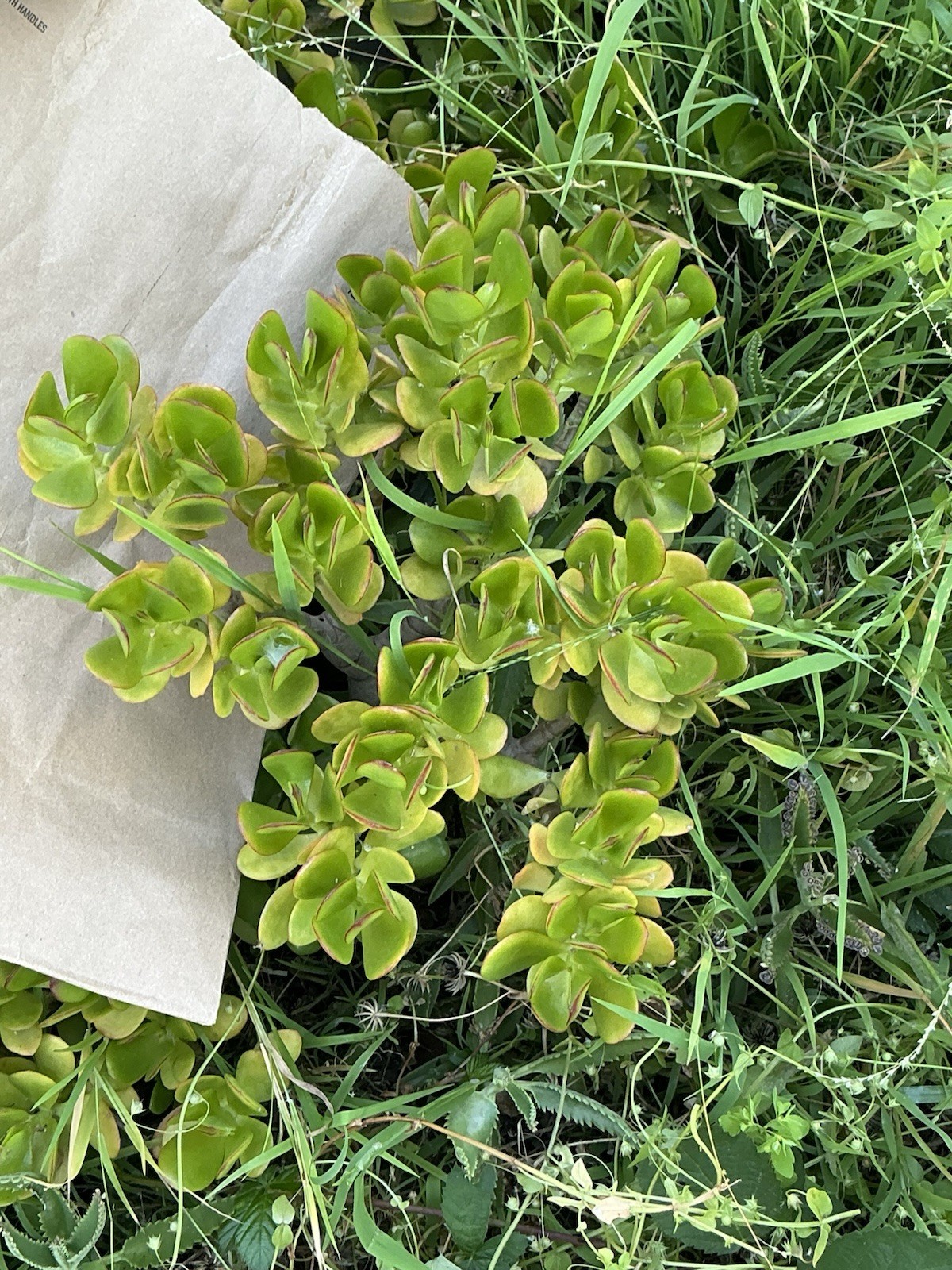 Healthy lush green Crassula Ovata Jade Plant cluster, Rooted 19” tall with roots