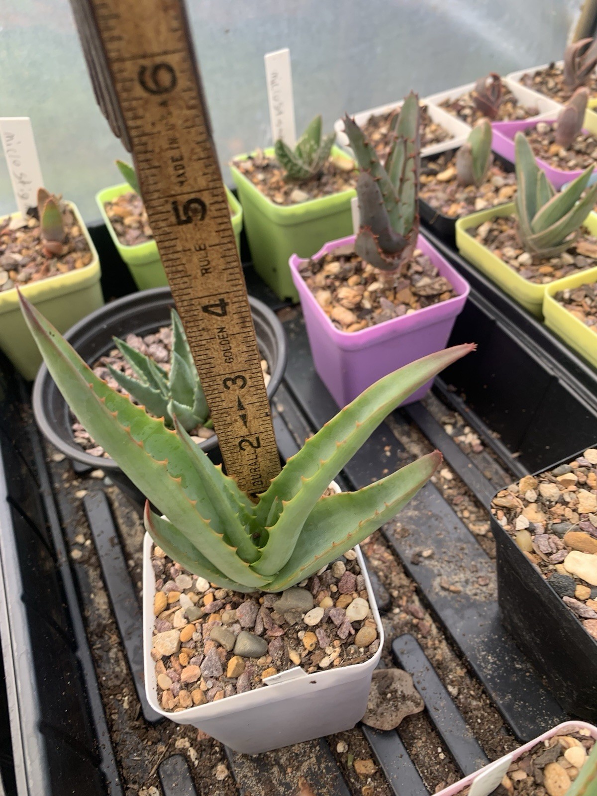 Aloe. Rare Crawling Octopus Aloe. Aloe Vanbalenii. US Grown