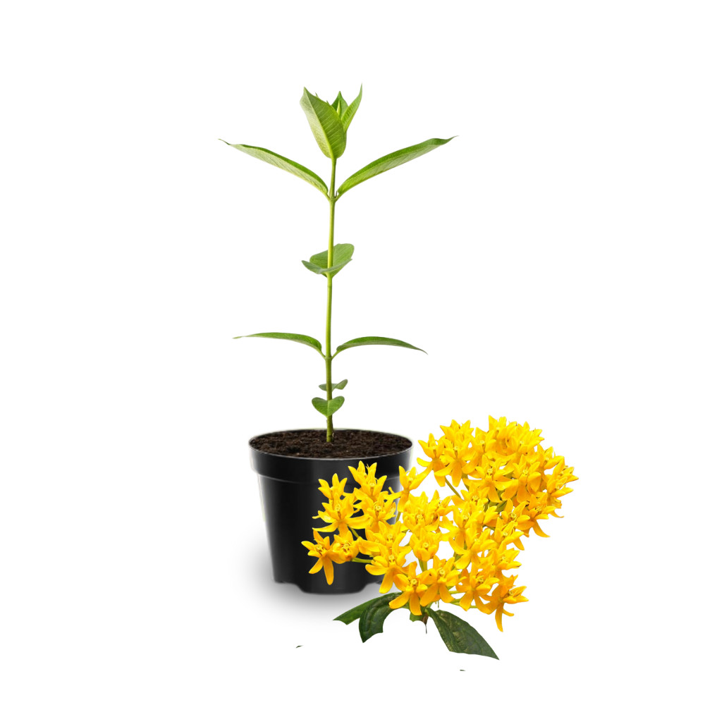 2 Milkweed Live Plants 4-7 Inches Tall Rooted Monarch Butterfly (No Pot)