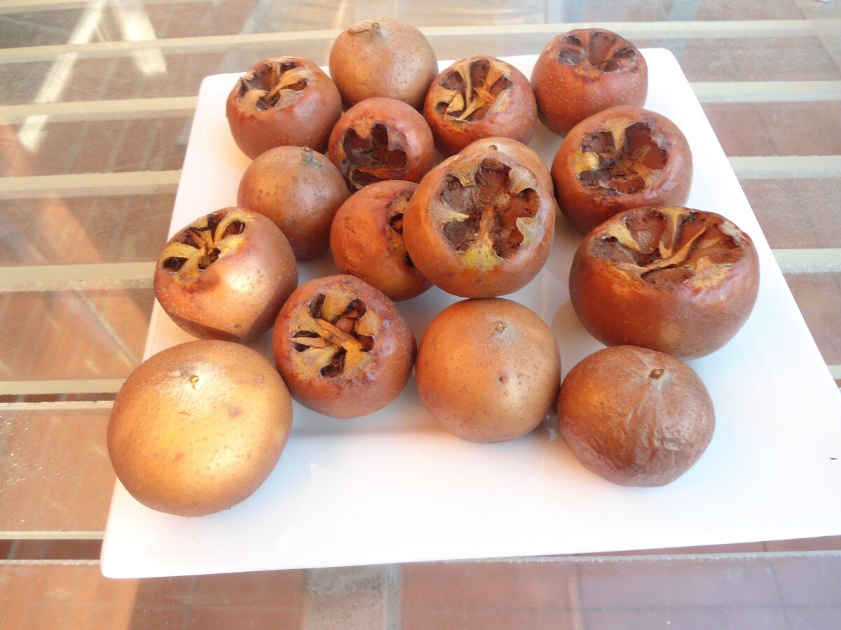 8-12” tall Large Russian Medlar tree, Mespilus germanica, grafted