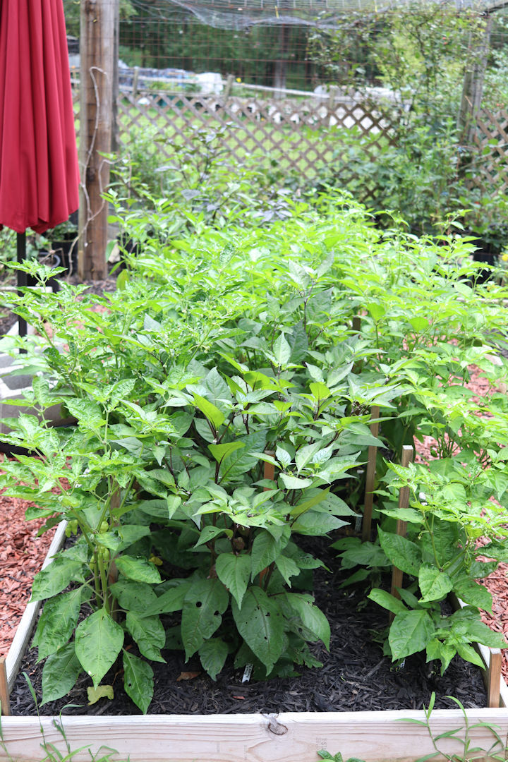 Habanero Red Dwarf Super Hot Pepper Seeds Organically Grown Unique Creek