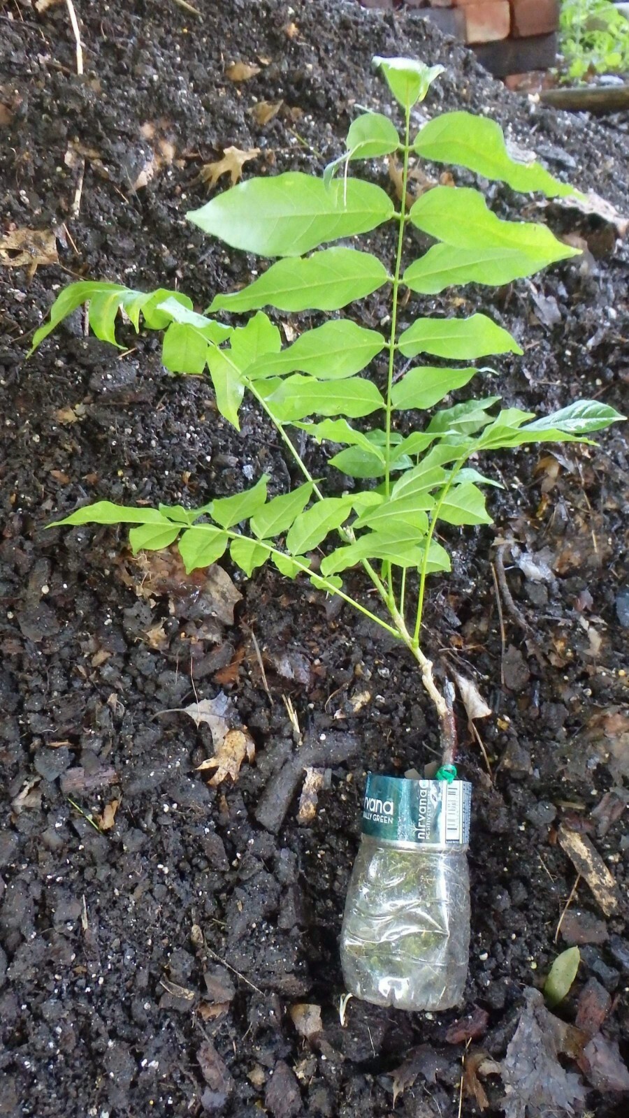 Wisteria floribunda Anwen 8-10 inches tall, grafted plant, New Variety