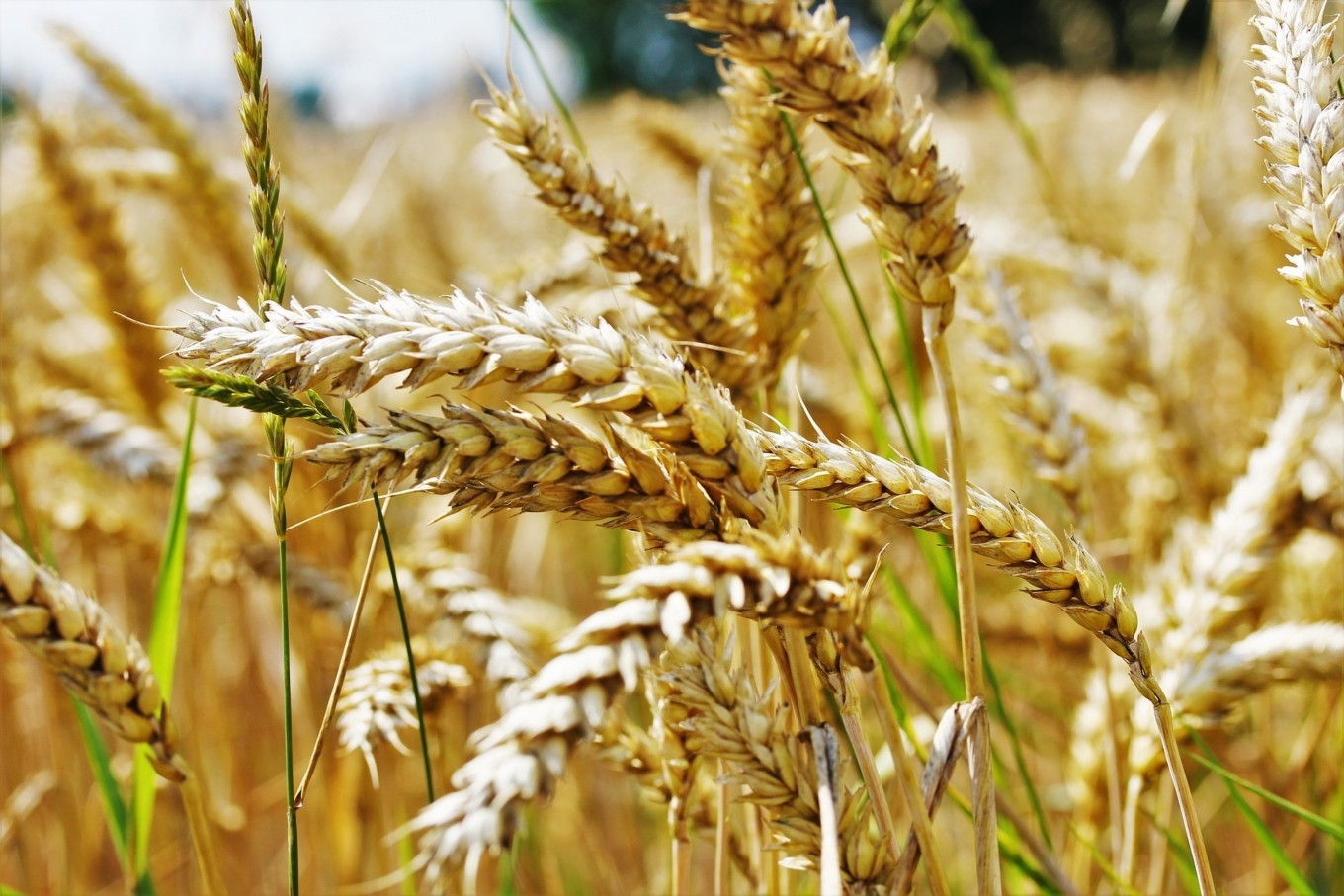 Einkorn Wheat Seeds (300) / Organic / DELICIOUS / Rare / Easy