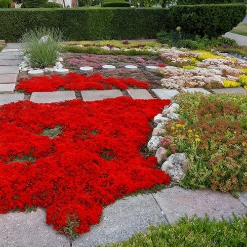 20000+ Red Creeping Thyme Seeds Ground Cover Plant Seeds Perennial- Non-GMO Heir