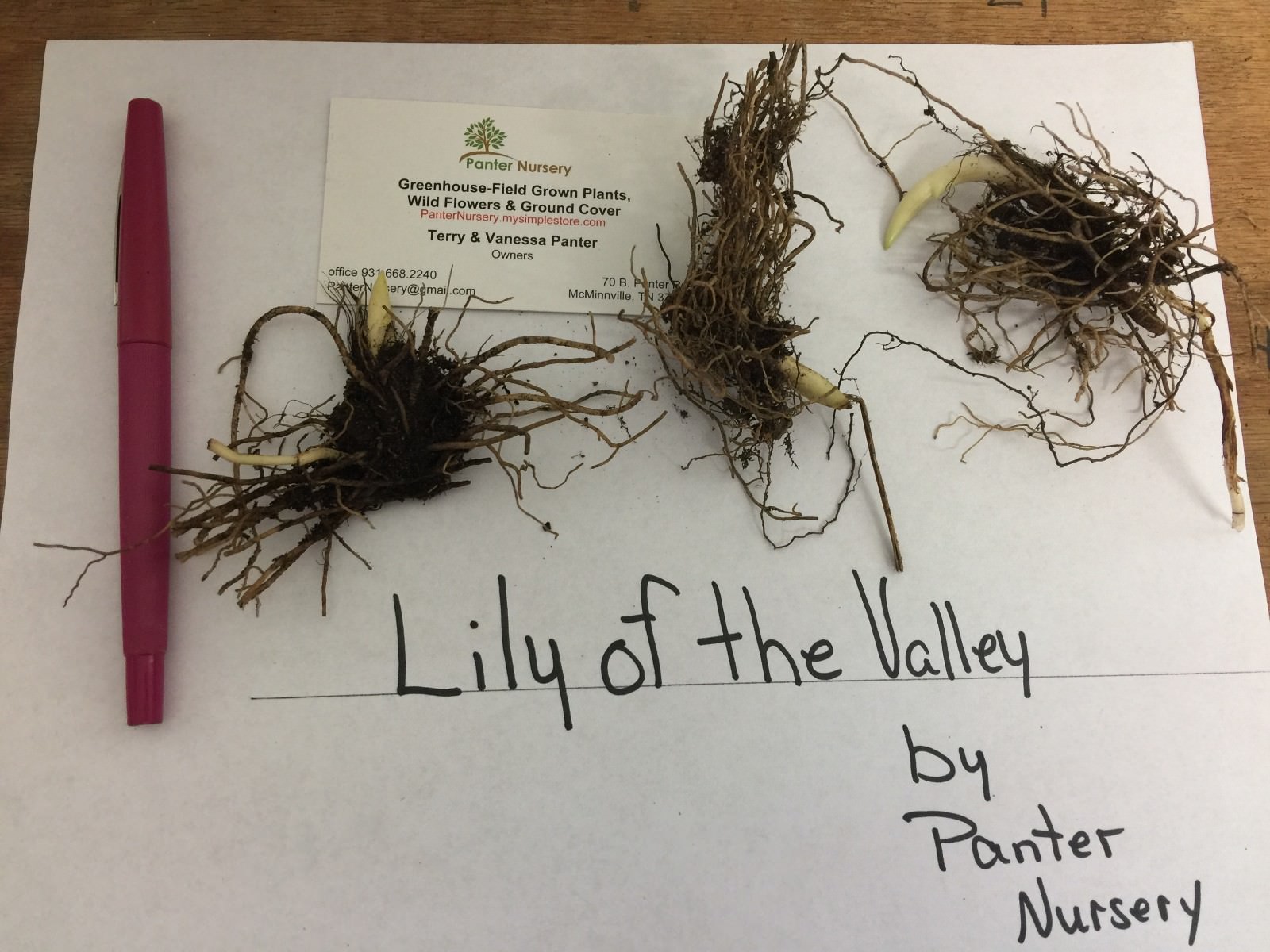 5 Lily of the Valley, May Lily, May Bells roots-(Convallaria majalis)