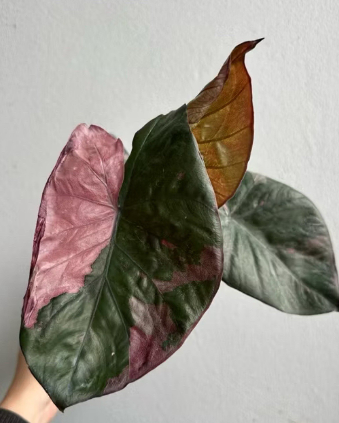 AUTHENTIC 1 Rhizome Alocasia Serendipity Variegated