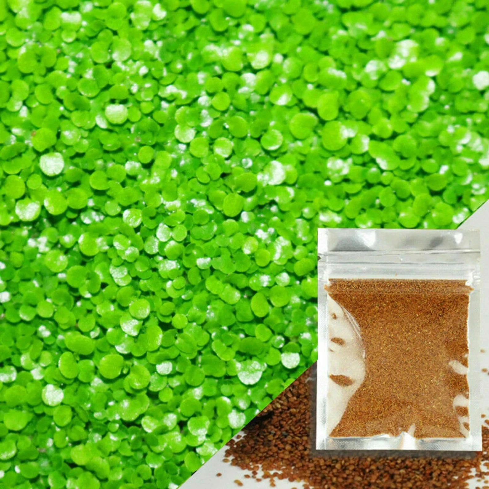 200+ Pcs Aquarium Carpet Plant Seeds Aquatic Grass for Fish Tank Decoration