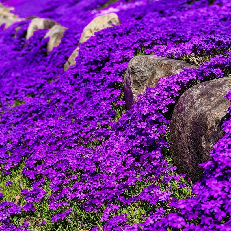 18000+ Magic Creeping Thyme Seeds for Planting Ground Cover Plants Heirloom…