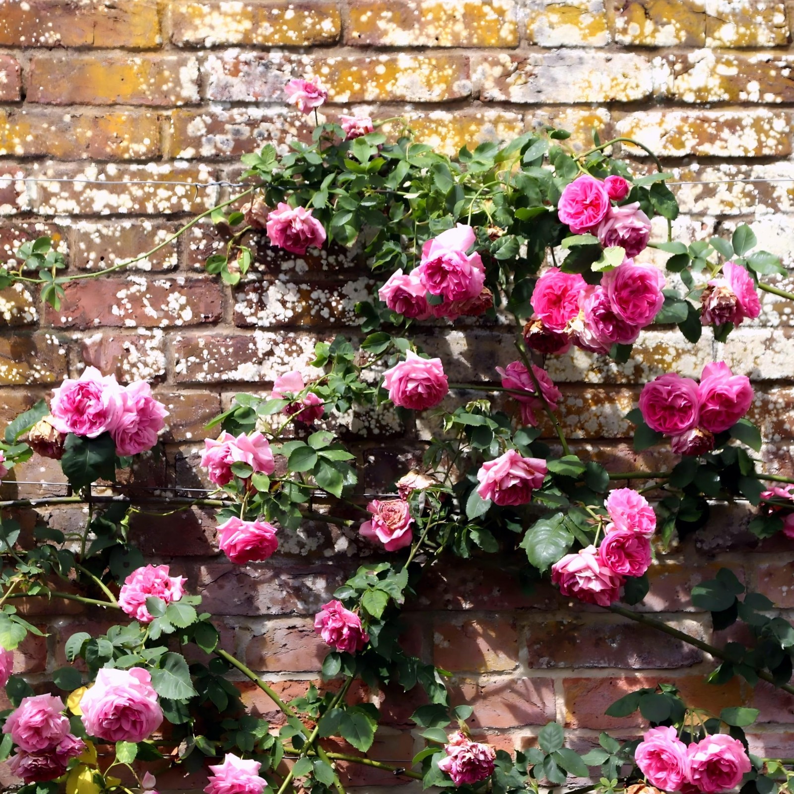Carpet Creeping Carpetc 250 Mixed Climbing Rose Seeds For Planting Rosa Hybrid