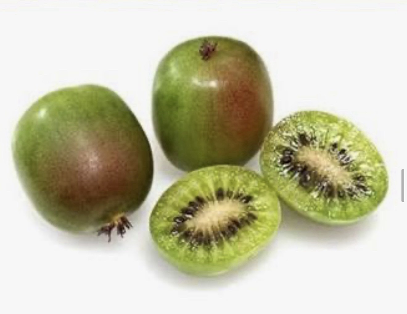 Prolific Self Fertile Kiwi Vine Actinidia chinensis-Small Rooted Starter Plant