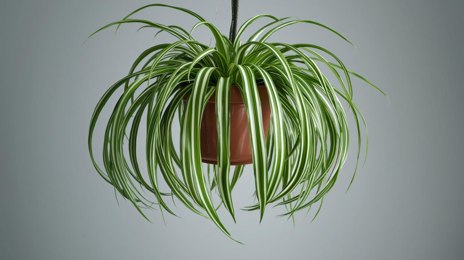 Chlorophytum Spider Reverse