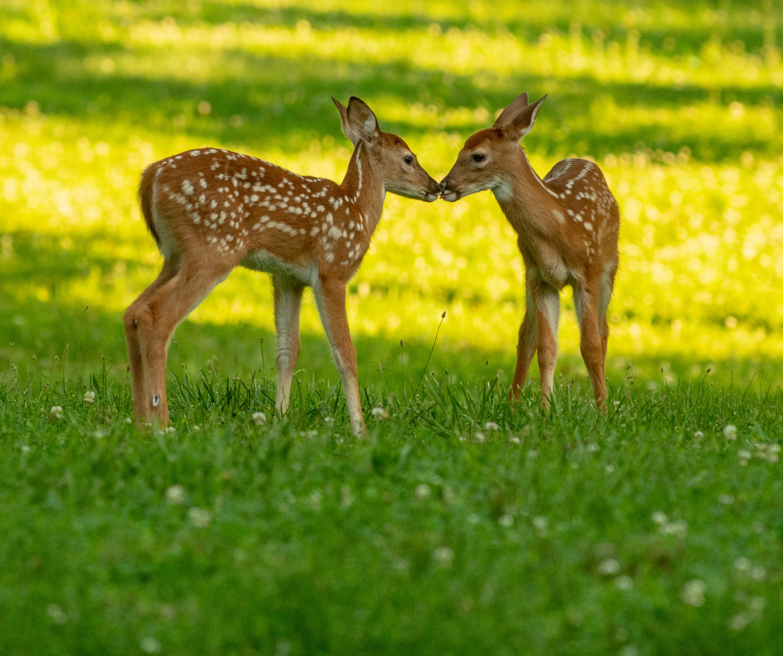 Attractive Multi-Year White Clover Food Plot Seed for Deer/turkey – Spring/Fall