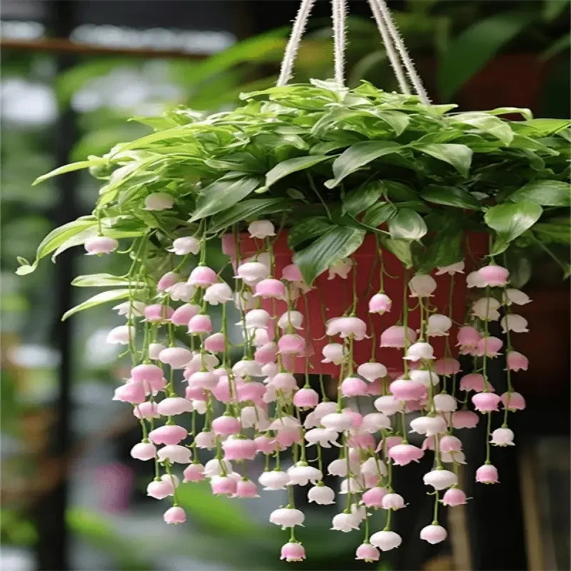 10 pcs Oxydendrum arboreum Lily of the Valley Tree Sourwood Seeds