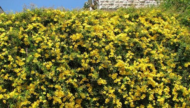 BIGNONIA “YELLOW” CROSSVINE*Rooted Starter Plant*USA SELLER*ATTRACTS BUTTERFLIES