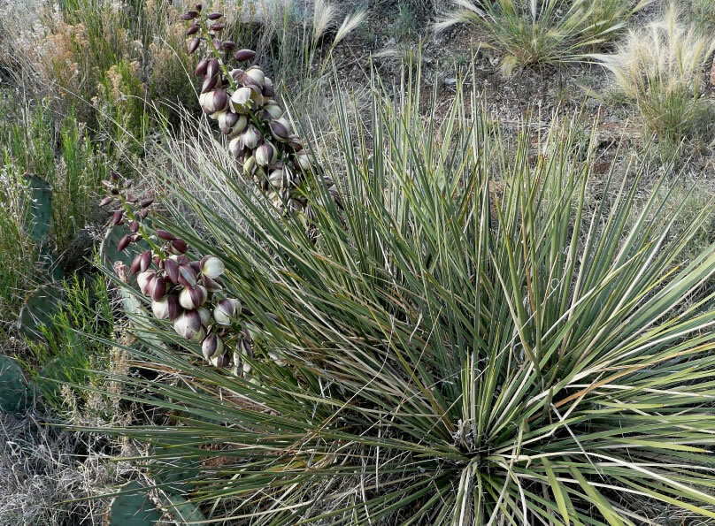 Yucca Glauca (Soapweed Yucca, Prairie, Spanish Bayonet, Bear Grass)