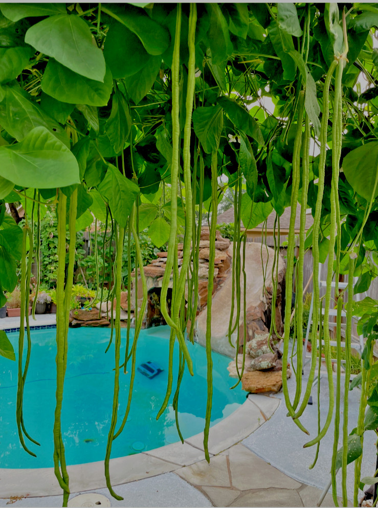 30+ organic Taiwan Yard extra Long noodle Beans – black Seeds