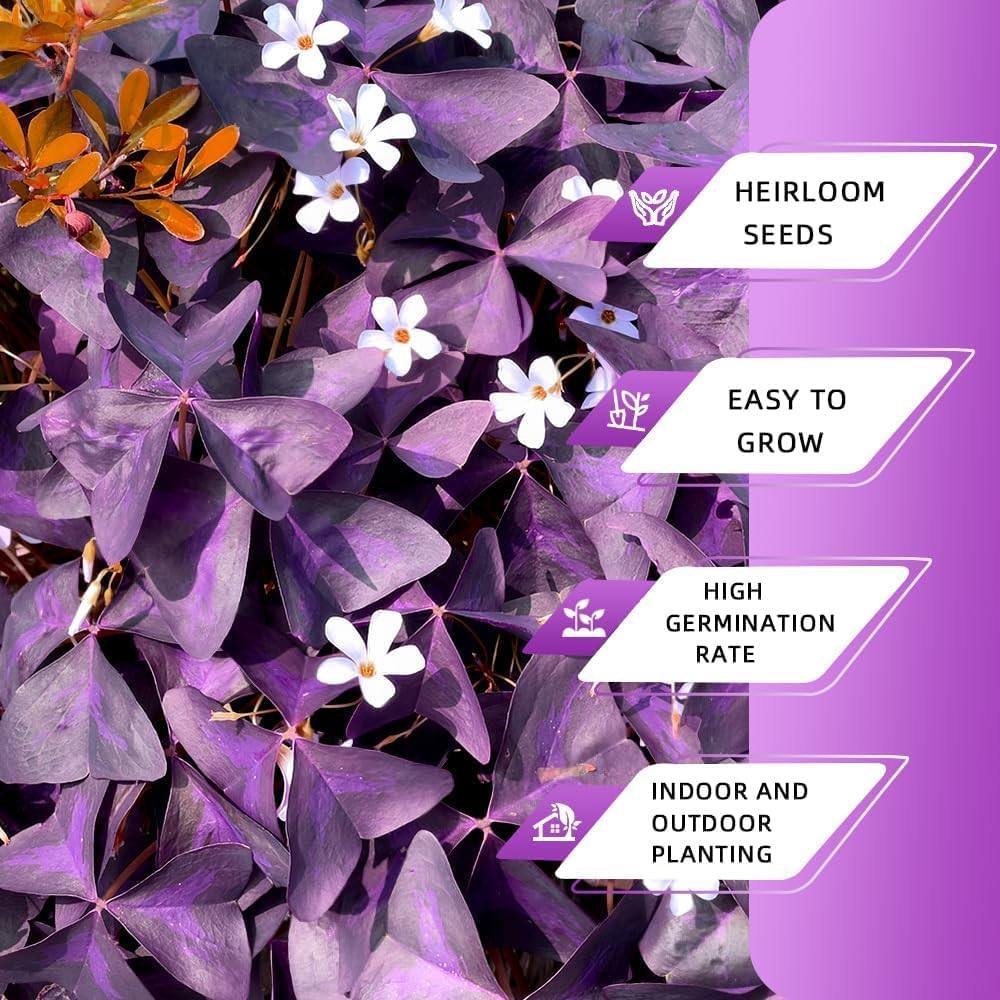 Purple Shamrock Bulbs 12 Pcs Good Luck Purple Oxalis Bulbs for Planting Indoor a