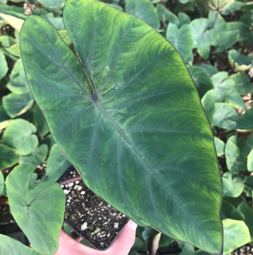 Live Hawaiian Punch Colocasia Plant – 6–15″ Tall – Ship No Pot – Elephant Ear