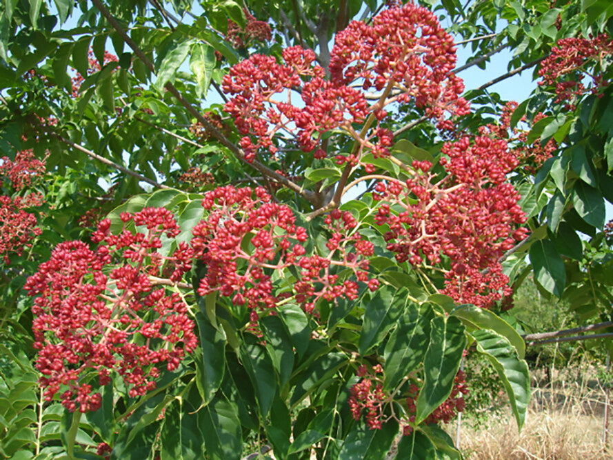Korean Evodia, (Bee Bee Tree), Evodia danielli, Tree Seeds